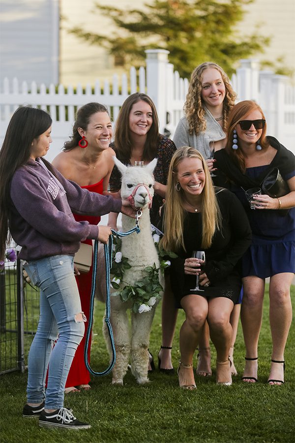 llama poses with guests at wedding in half moon bay